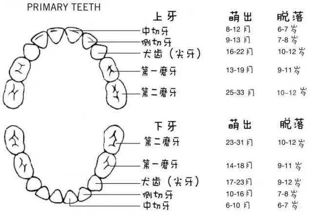 宝宝牙齿发育表