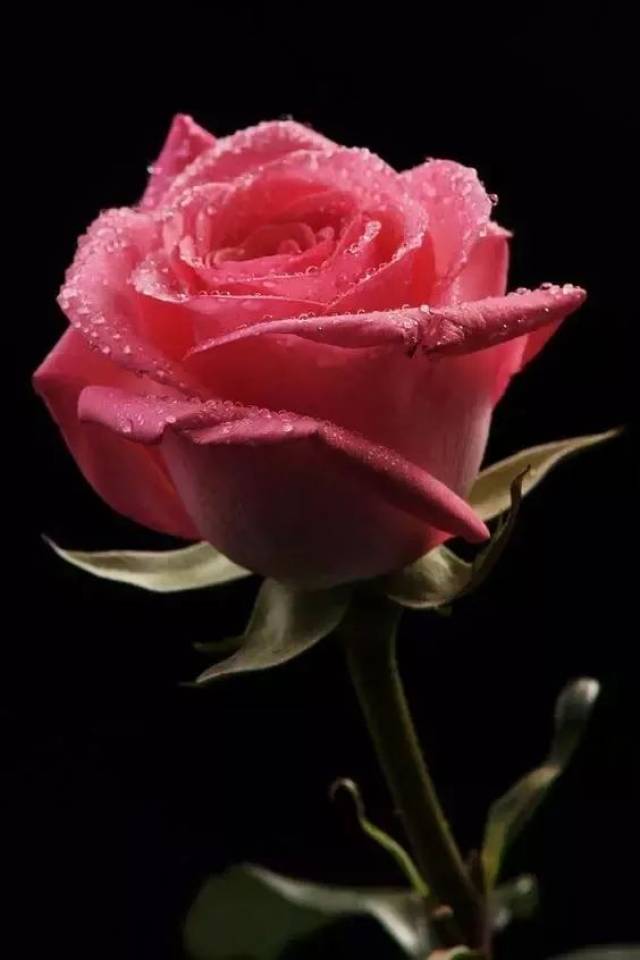 采一株红色的玫瑰 锦绣一句 永远相爱 静静地放在窗台 写一首玫瑰的小