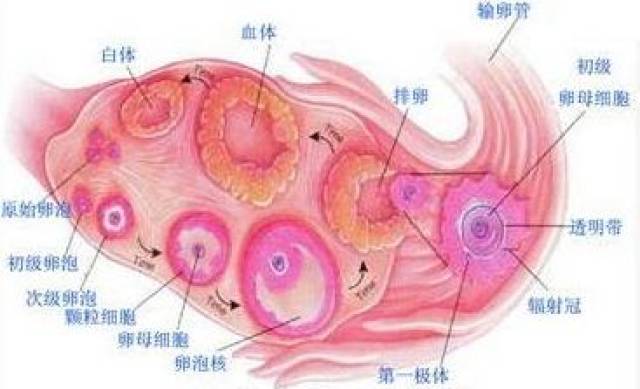 注意!年轻女性的神秘杀手——黄体破裂是怎么回事?