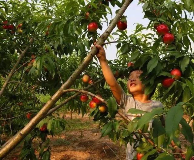 红彤彤的油桃和绿油油的桃叶衬得果园喜气洋洋