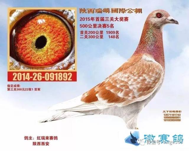 【图集】红绛配出好鸽,子代公棚全进奖
