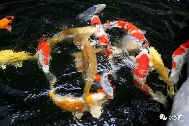 锦鲤眼睛凹陷 、充血、收鳍、沉底不吃食是怎