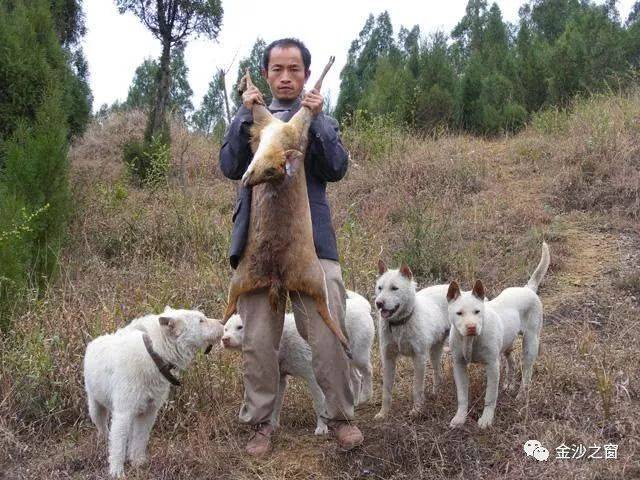 金沙人你知道下司犬吗?