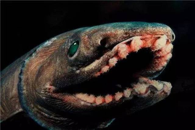 这个史前鲨鱼长了蛇头鳗鱼身,还长着惊悚的300颗"獠牙