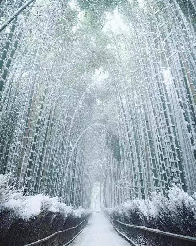 日本冬天的竹子,像不像冰雪奇缘?
