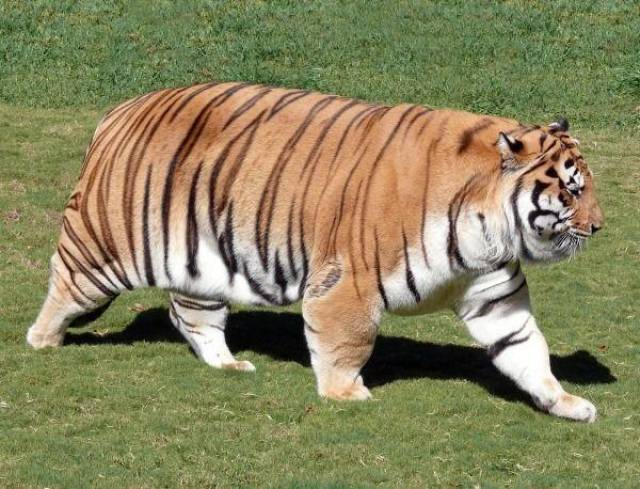 胖虎不仅肚子胖,脸也成了圆的,四肢像四个木桶,它们走起路来步履蹒跚