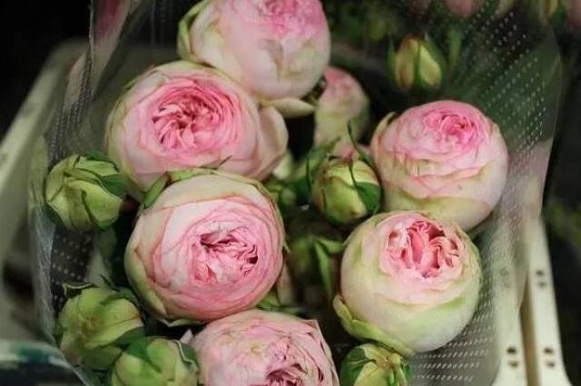 藤本月季爬藤月季也是爬墙月季(图1) 藤本月季爬藤月季也是爬墙月季(图1)