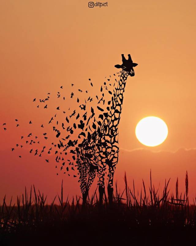 神了,PS技术堪比灭霸一响指,动物们消失了一半