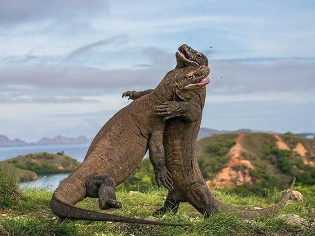 帕达尔和科莫多岛,大约2500只科莫多龙和其他陆地动物 如