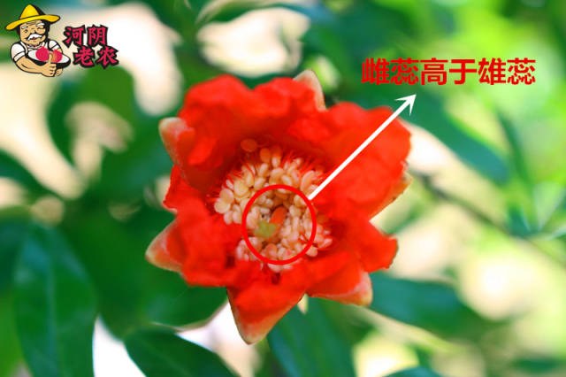 河阴老农:石榴花是两性花,什么样的石榴花才能结出石榴呢?