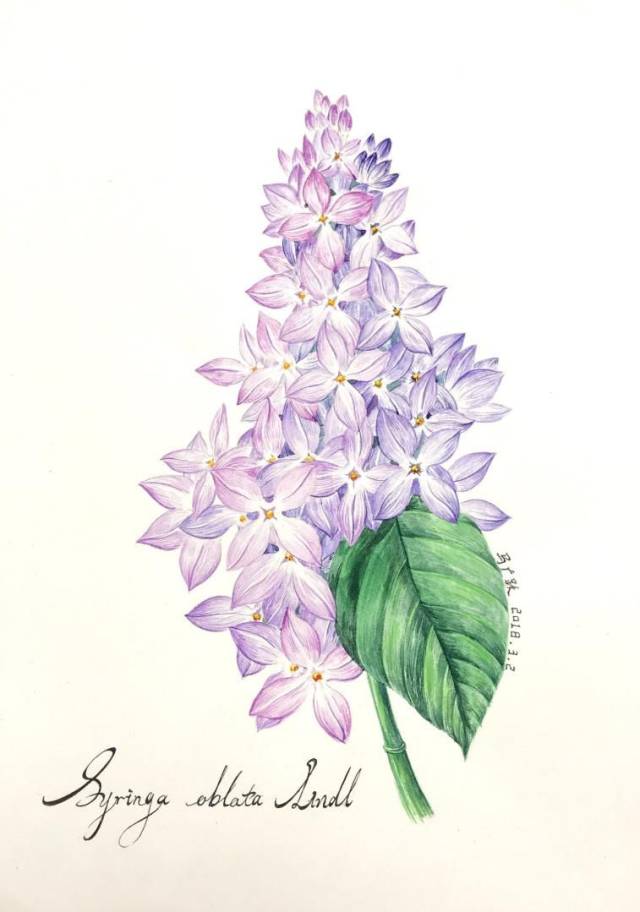 丁香花 ◎ syringa oblata  水彩画 ◎ watercolor on paper 37*26cm