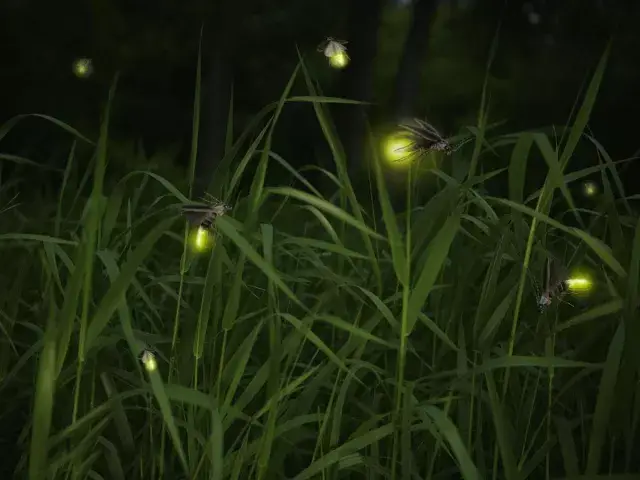 没有萤火虫的夏天不完整!在兴坪醉美山水间观萤火,绝对够美!