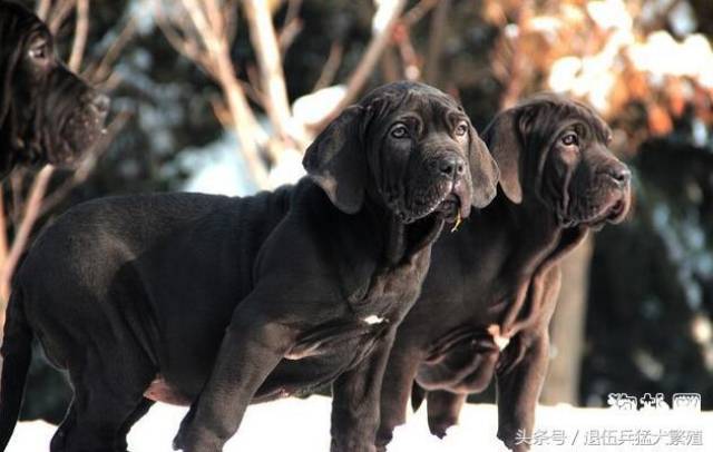 护卫犬排名_卡斯罗护卫犬(2)