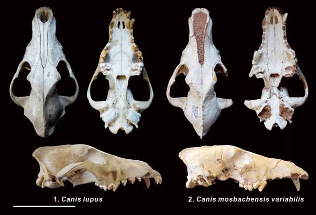 狼(左)和变异莫斯巴赫狼(右)头骨对比图.