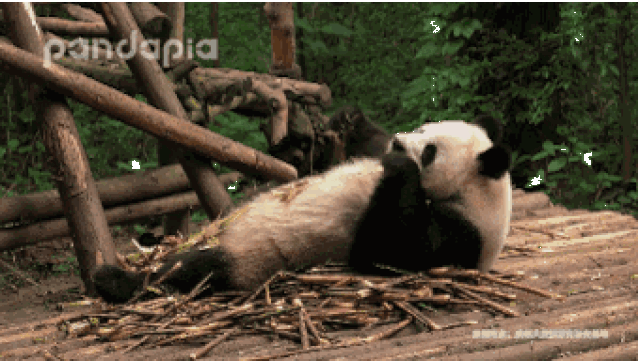 今天是小满,跟熊猫有什么关系呢?