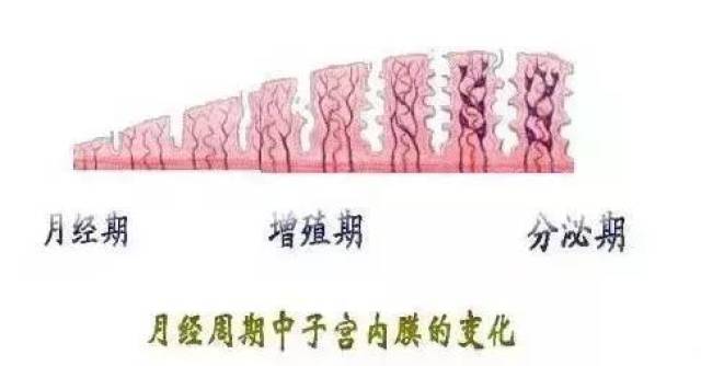 在女性一个月经周期的起始阶段即月经期,子宫内膜刚刚剥脱完全,即当