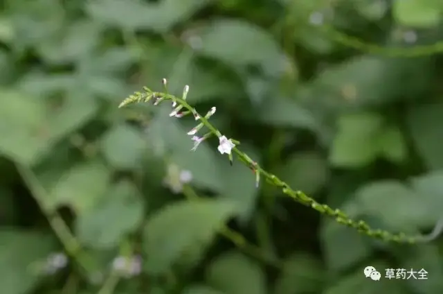 透骨草又叫药曲草,粘人裙,接生草,毒蛆草,倒刺草,蝇毒草等,主要分布