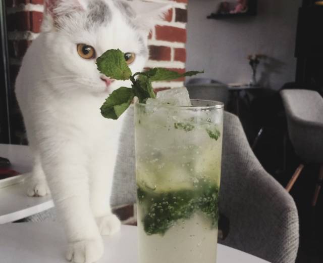 铲屎官必收藏!专业训猫师教你如何让主子服服