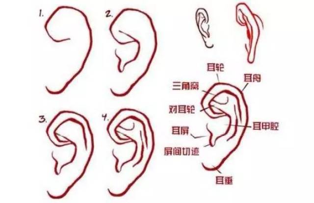 q版人物的耳朵在很大程度上省略了耳朵内部的构造,仅仅用耳朵的外形