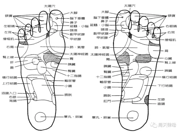 可以分别按我们两只脚大拇指的中间位置,和脚后跟的中间位置,这两个