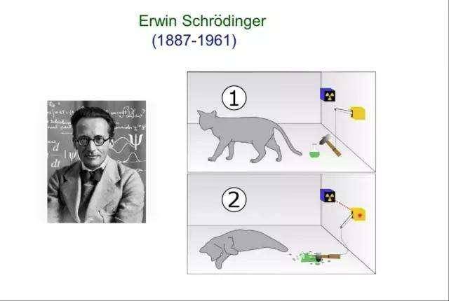 谁能解释一下薛定谔的猫-社会频道-手机搜狐