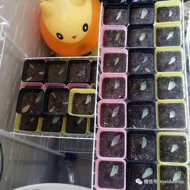 一叶一传奇,一爱一千秋(补发美肉照片,昨天没看到照片