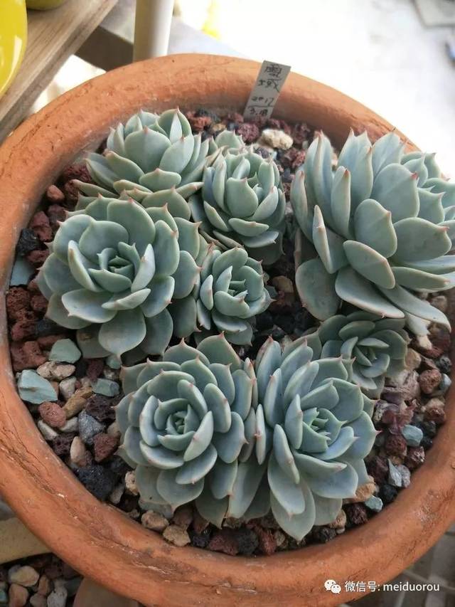 一叶一传奇,一爱一千秋(补发美肉照片,昨天没看到照片