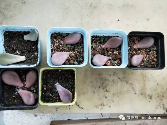 一叶一传奇,一爱一千秋(补发美肉照片,昨天没看到照片