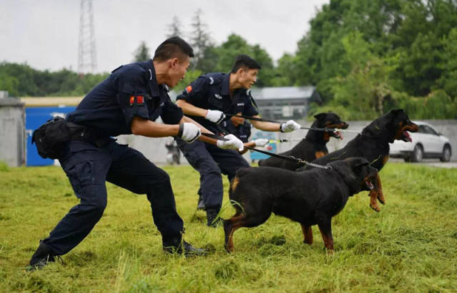 5月18日,恩施市公安局在警犬训练基地组织开展警犬业务大练兵活动