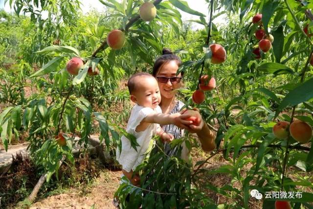 凤鸣早熟水蜜桃进入采摘季啦!