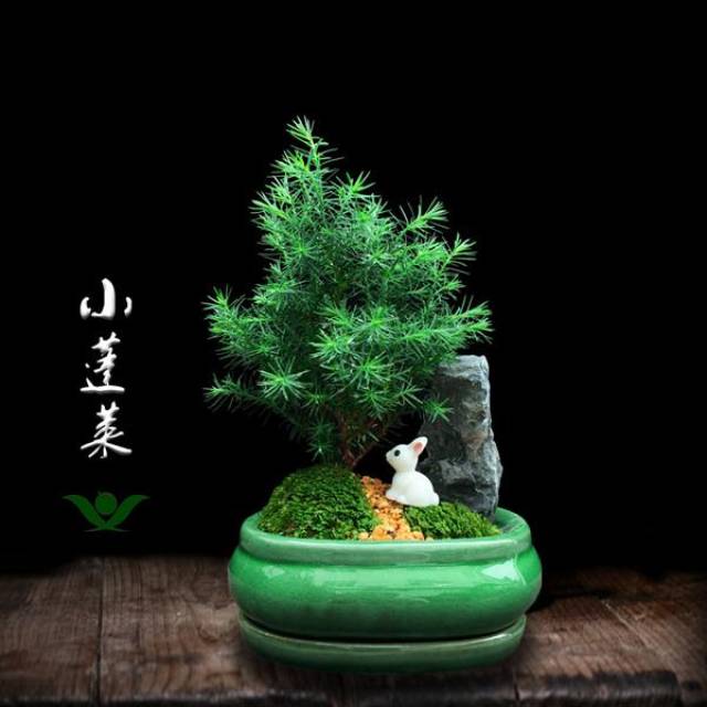 2,针叶植物易散财图片