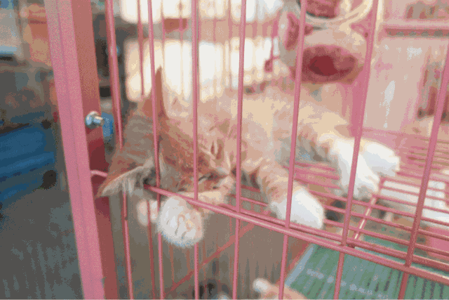 就抱起一只奶猫握着它的爪子向我招手 小姐姐要不要带我回家啊