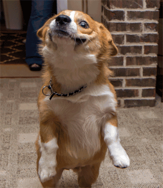 384_443gif 动态图 动图