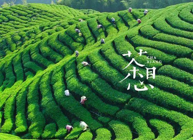 限量名额┊"印象金华"茶香飘荡彩云间