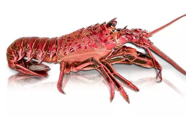西澳红龙南澳龙虾新西兰纽龙大洋洲主产龙虾大揭秘