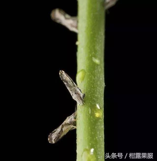 虫子小分队出击,掌握动态有必要!一文秒懂柑橘害虫