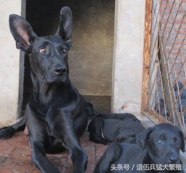 大型黑狼犬养殖基地 中国传奇犬种,国产黑狼犬镇宅辟邪