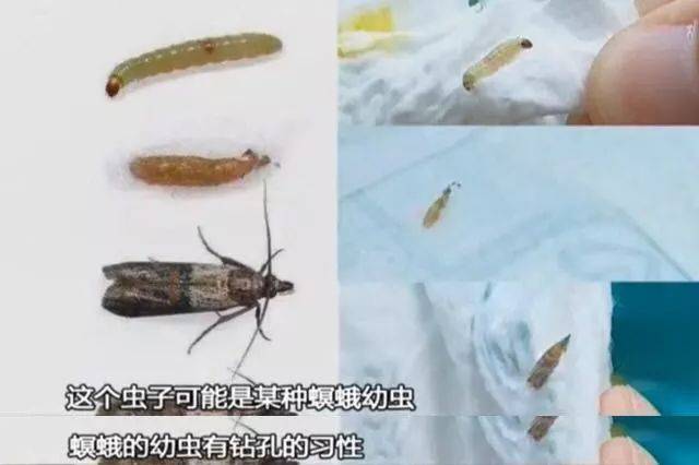 结合分析之后,做出一个猜测: 这种虫子可能是名为"螟蛾"的粮食害虫!