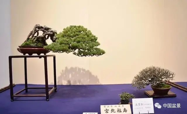 2018第92回国风盆栽展部分作品欣赏