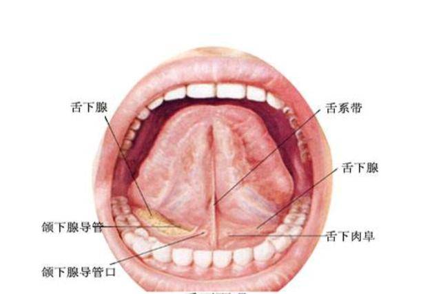 口腔科主任,副主任医师王雨新介绍,通过手术,口腔科医生从患者颌下腺