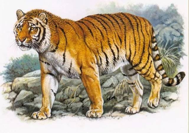 又名里海虎(拉丁学名:panthera tigris virgata),波斯虎,高加索虎,图