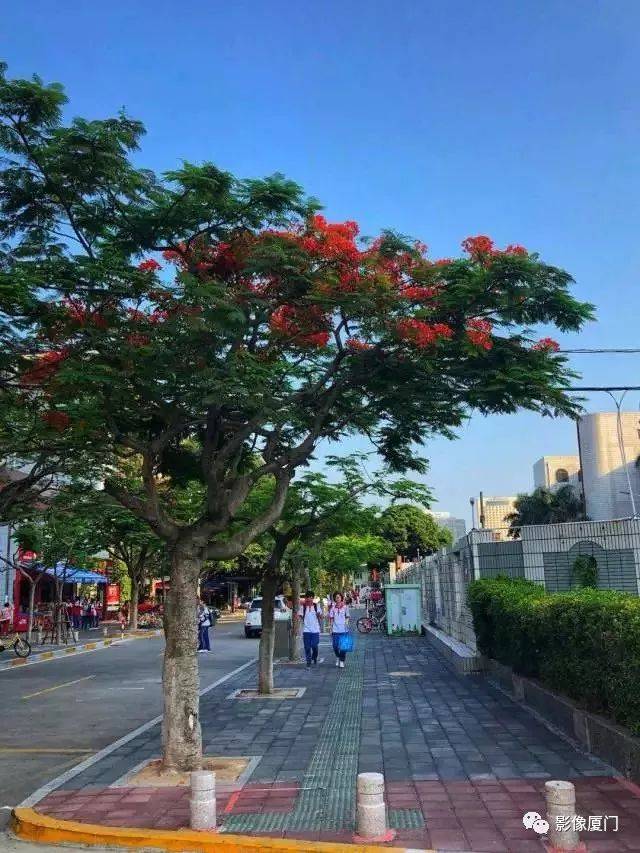 厦门有条"凤凰大道,1500多株凤凰木渐次开放,美得一塌糊涂