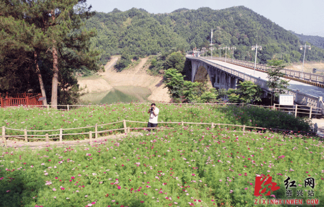 资兴天鹅山国家森林公园格桑花开了