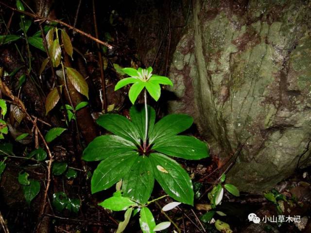 多生长于高山区域的林下或岩头上.每年生长一节,生长十分缓慢.