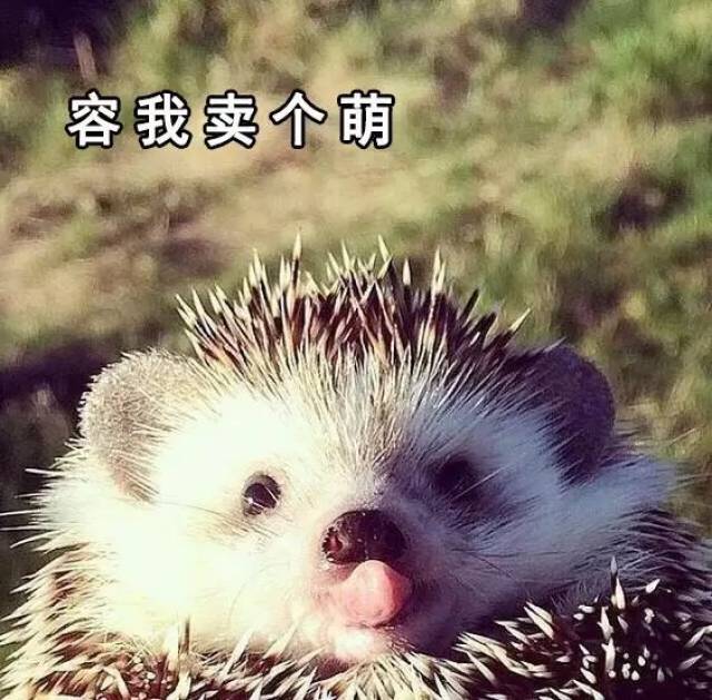 非洲迷你小刺猬这两年传入国内之后, 成为了很多女孩子喜欢的家养小