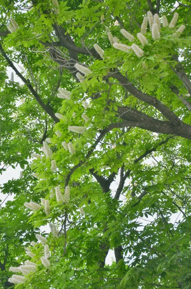 通惠河畔园区菩提树 花开正当时 诚邀您前来观赏