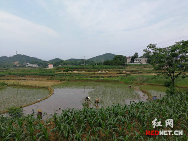 娄底三中:春耕时节访农忙