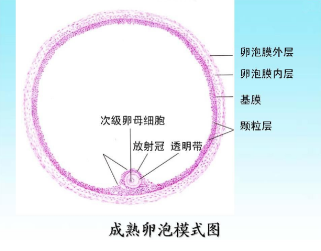 腺肌症想怀孕,排卵期再检测卵泡就晚了