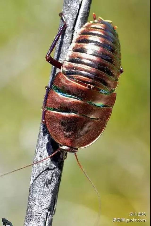 你没看错:这些美丽的生物统统都是蟑螂