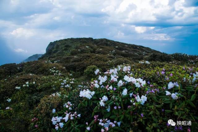 凉风台海拔3152m,仅次于巧家药山(4040m),大山包的独石包(3364m).